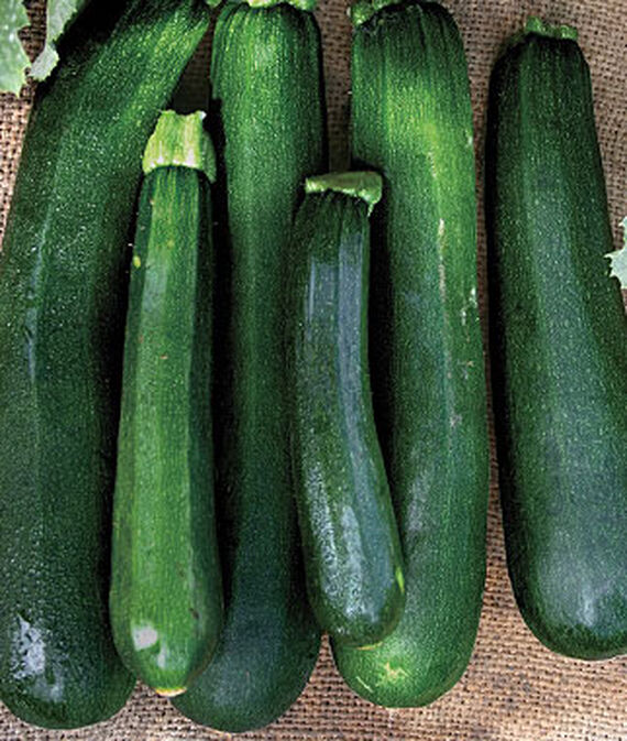 Squash, Black Beauty